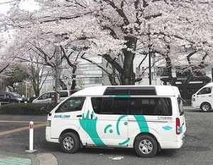 sakura